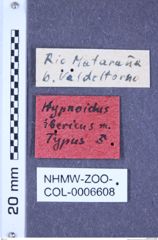 Etiketten zu Zorochros ibericus (Franz, 1967) (NHMW-ZOO-COL-0006608)